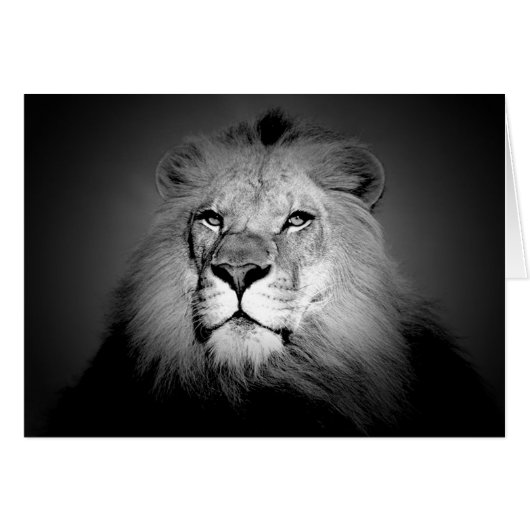 Black & White Lion Cards (Front Horizontal)