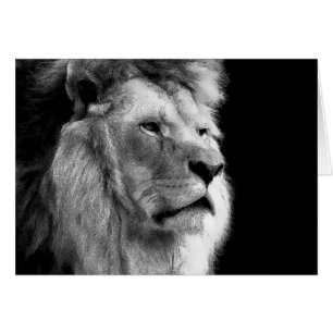 Black White Lion Cards