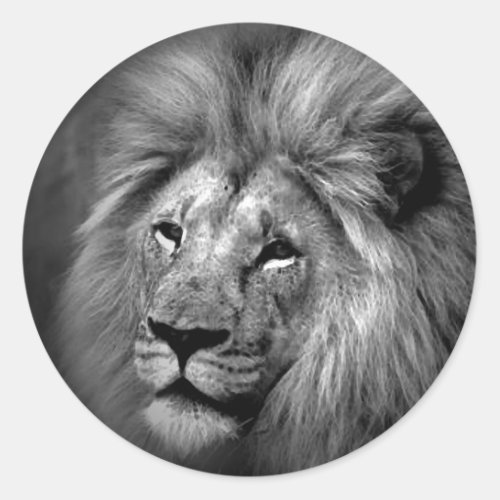 Black  White Lion Photo Classic Round Sticker