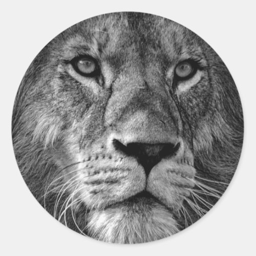 Black  White Lion Photo Classic Round Sticker