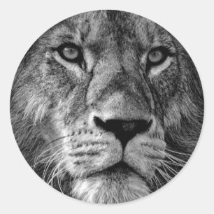 Black & White Lion Photo Classic Round Sticker