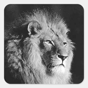 Black & White Lion Photo Motivatonal Wild Animal Square Sticker