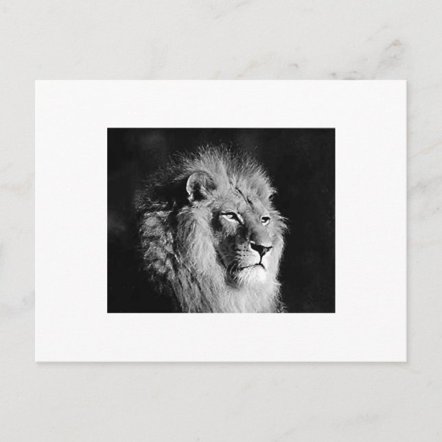 Black & White Lion Photo Postcard (Front)
