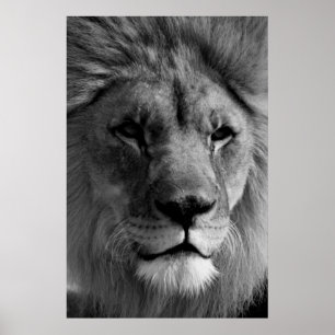 Black & White Lion Photography Artwork Poster