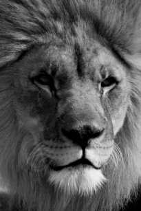 black white lion posters