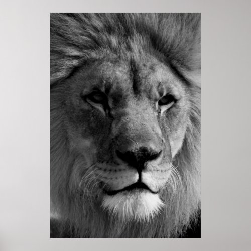 Black  White Lion Photography Artwork Poster
