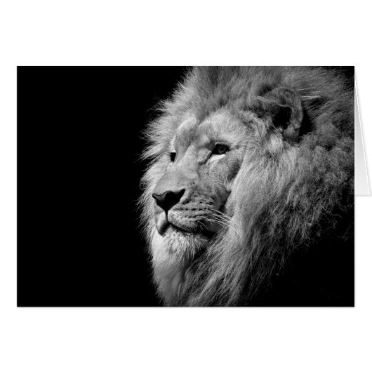 Black White Lion Portrait - Animal Photography (Front Horizontal)