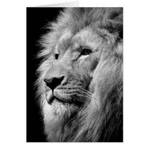 Black White Lion Portrait - Animal Photography Cards