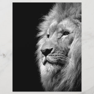 Black White Lion Portrait - Animal Photography Letterhead