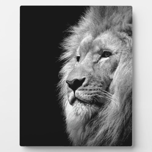 Black White Lion Portrait _ Animal Photography Plaque