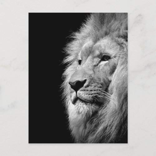 Black White Lion Portrait _ Animal Photography Postcard