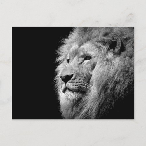 Black White Lion Portrait _ Animal Photography Postcard