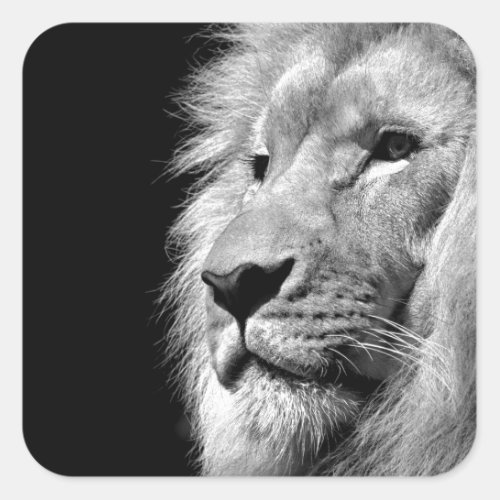 Black White Lion Portrait _ Animal Photography Square Sticker