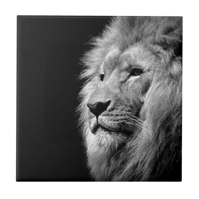 Black White Lion Portrait - Animal Photography Tile (Front)