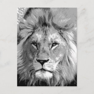 Black White Lion Postcard