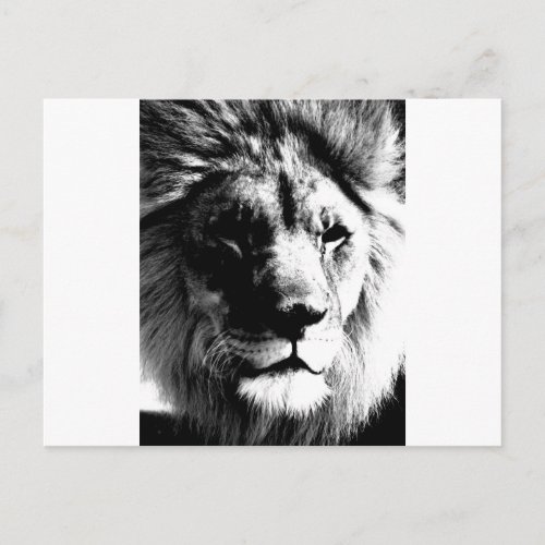 Black  White Lion Postcard