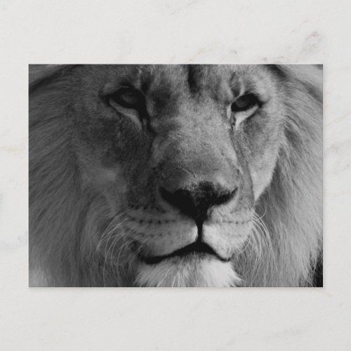 Black  White Lion Postcard