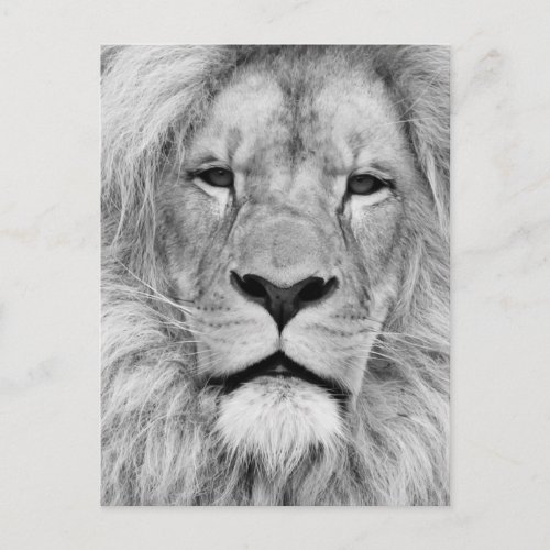 Black White Lion Postcard