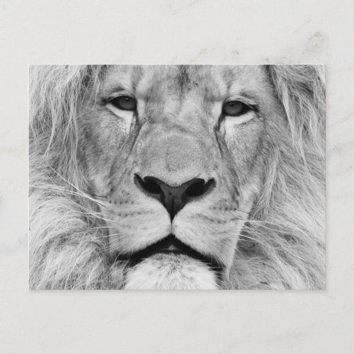 Black  White Lion Postcard