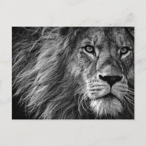 Black  White Lion Postcard