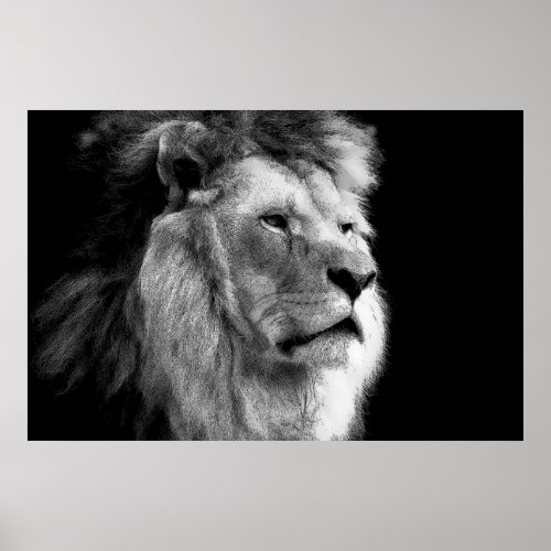 Black  White Lion Poster