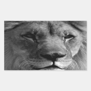 Black & White Lion Rectangular Sticker
