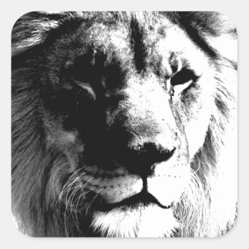 Black  White Lion Square Sticker