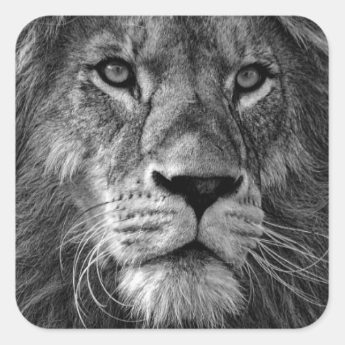 Black  White Lion Square Sticker