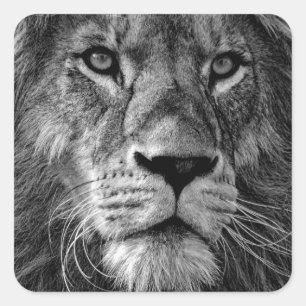 Black & White Lion Square Sticker