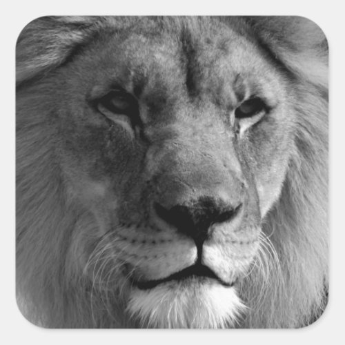 Black  White Lion Square Sticker