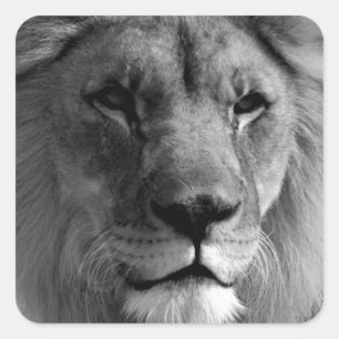 Black & White Lion Square Sticker