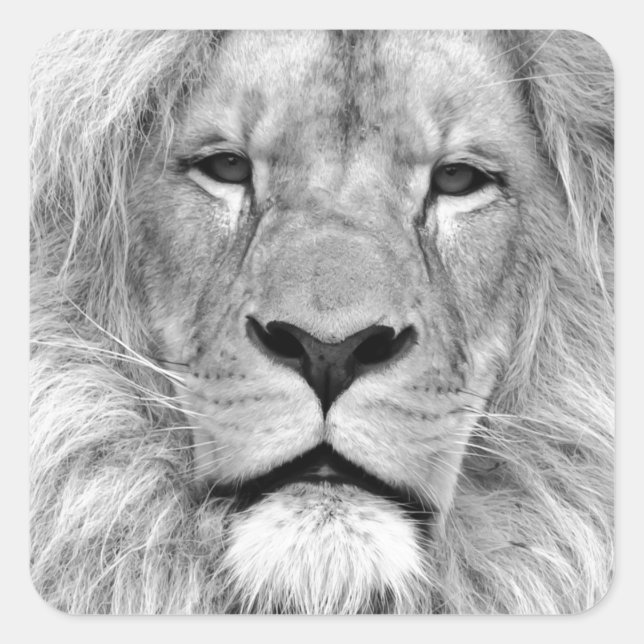 Black & White Lion Square Sticker (Front)