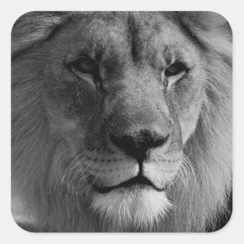 Black  White Lion Square Sticker