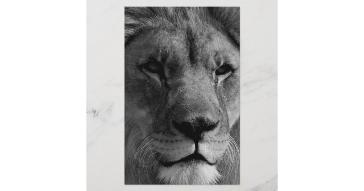 Black & White Lion Stationery Zazzle