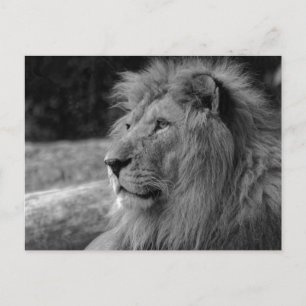 Black & White Lion the King - Animal Photography Postcard