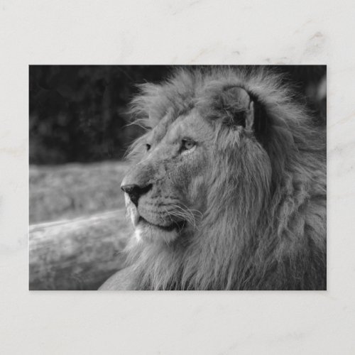 Black  White Lion the King _ Animal Photography Postcard
