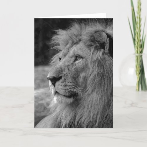 Black  White Lion _ Wild Animal Card