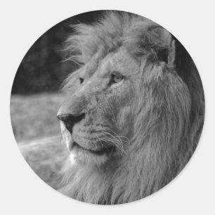 Black & White Lion - Wild Animal Classic Round Sticker