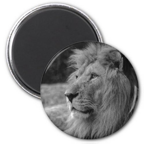 Black  White Lion _ Wild Animal Magnet