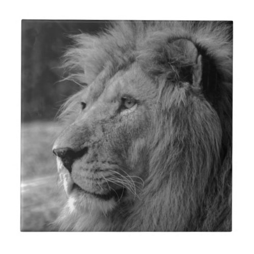 Black  White Lion _ Wild Animal Photography Art Ceramic Tile