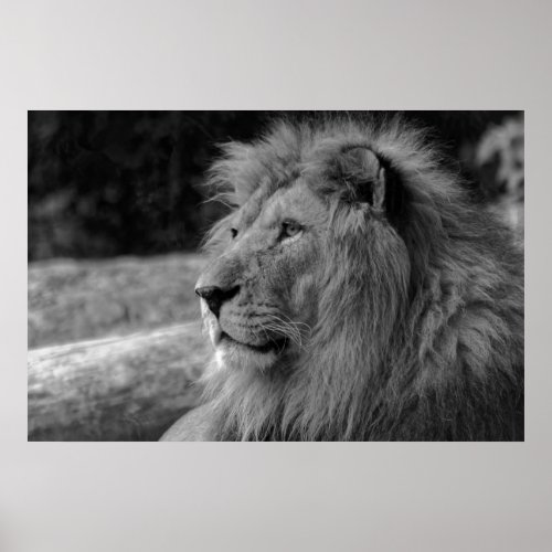 Black  White Lion _ Wild Animal Photography Poster
