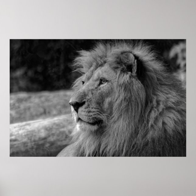 Black & White Lion - Wild Animal Photography Poster (Front)