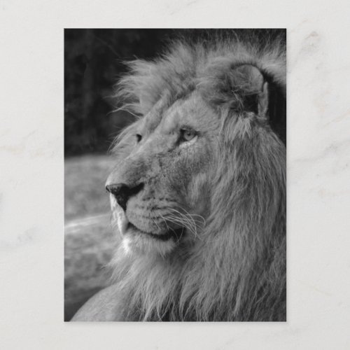 Black  White Lion _ Wild Animal Postcard