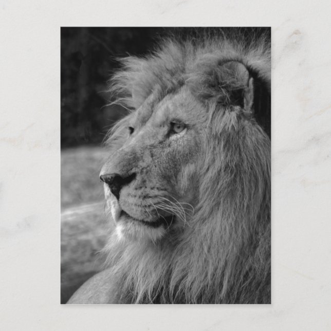 Black & White Lion - Wild Animal Postcard (Front)