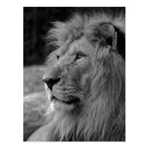 Lion Look Postcards No Minimum Quantity Zazzle