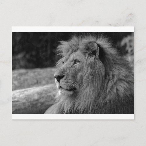 Black  White Lion _ Wild Animal Postcard