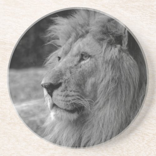 Black  White Lion _ Wild Animal Sandstone Coaster