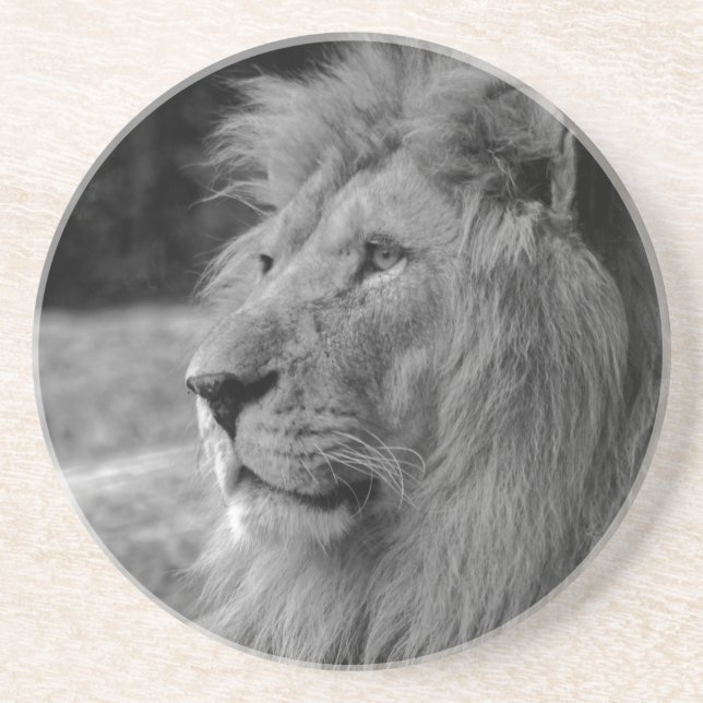 Black & White Lion - Wild Animal Sandstone Coaster (Front)