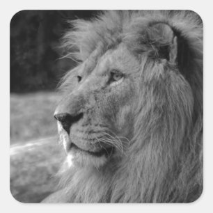 Black & White Lion - Wild Animal Square Sticker