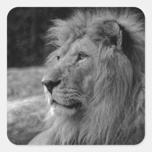 Black & White Lion - Wild Animal Square Sticker